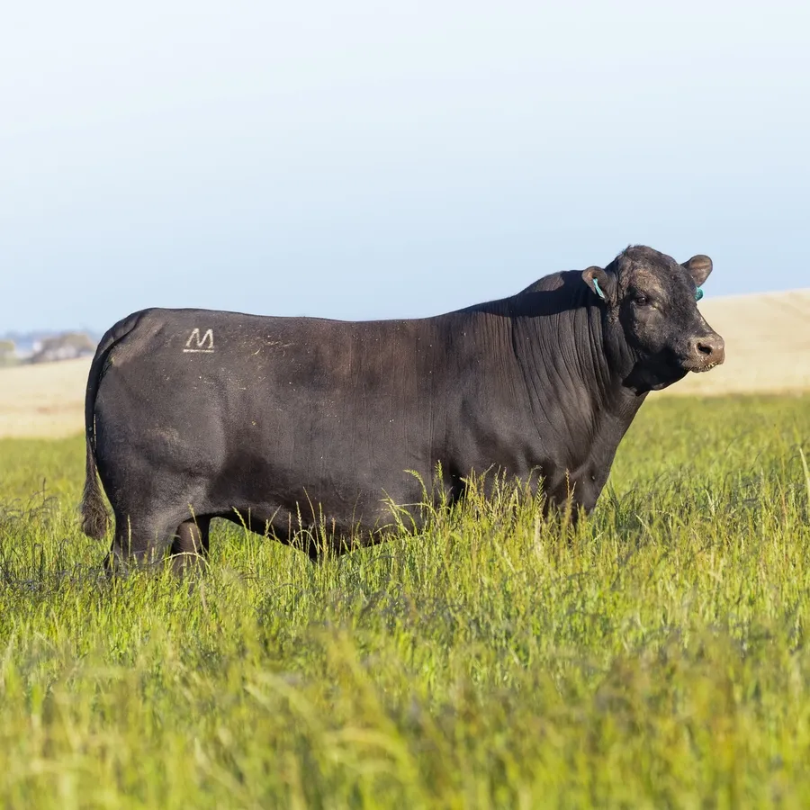 Arkle Angus Jaal