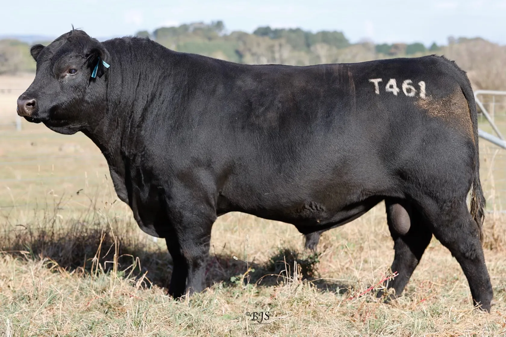 M.Talent T461