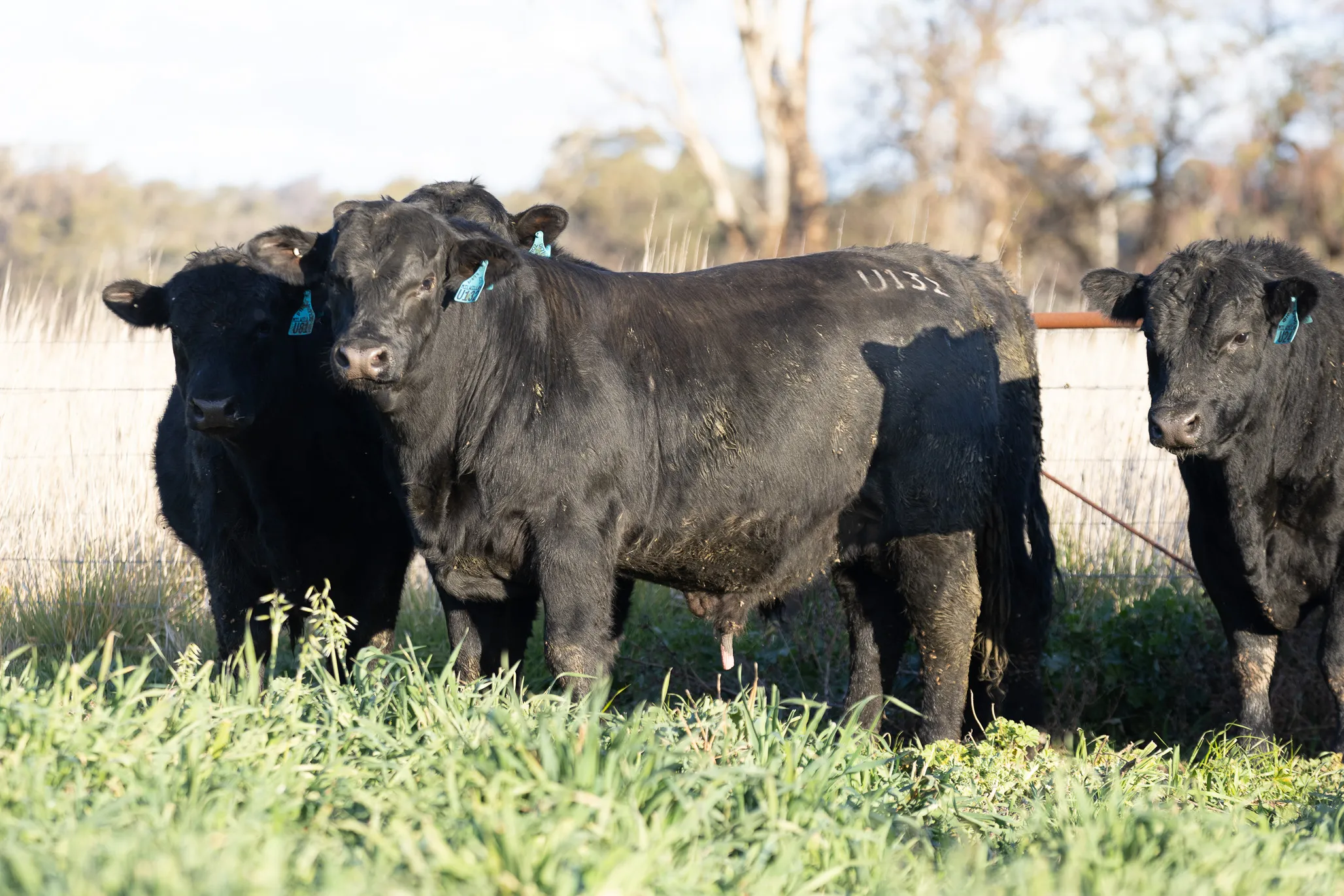 U132 Ultrablack Bull
