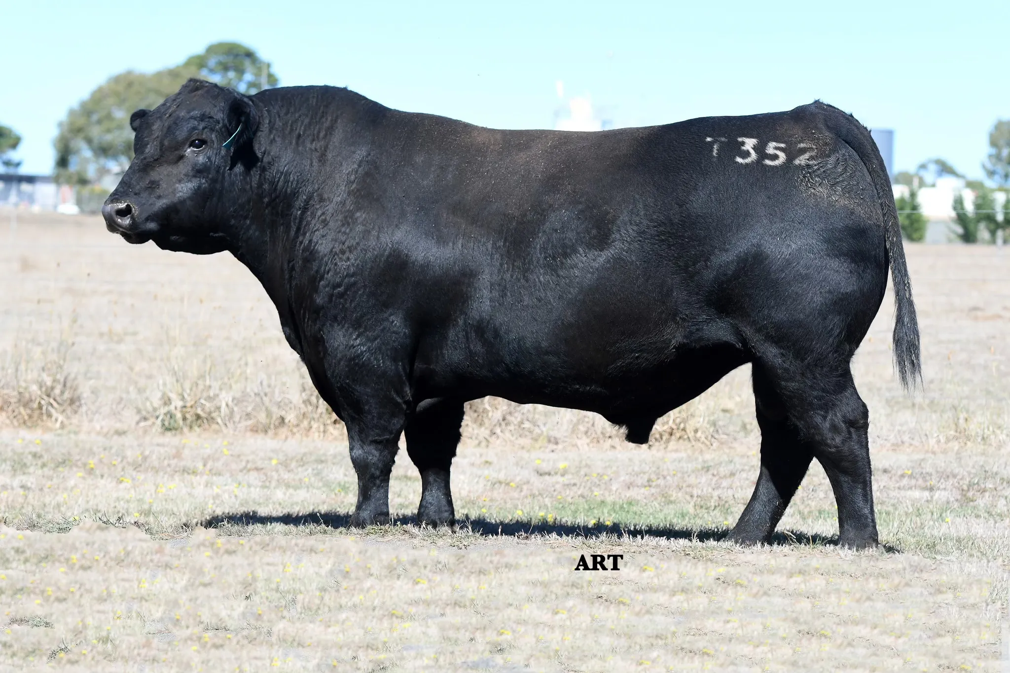 M.Tyson T352