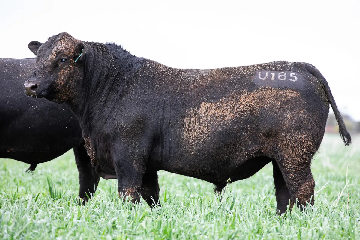 LOT 10 U185 ROY
