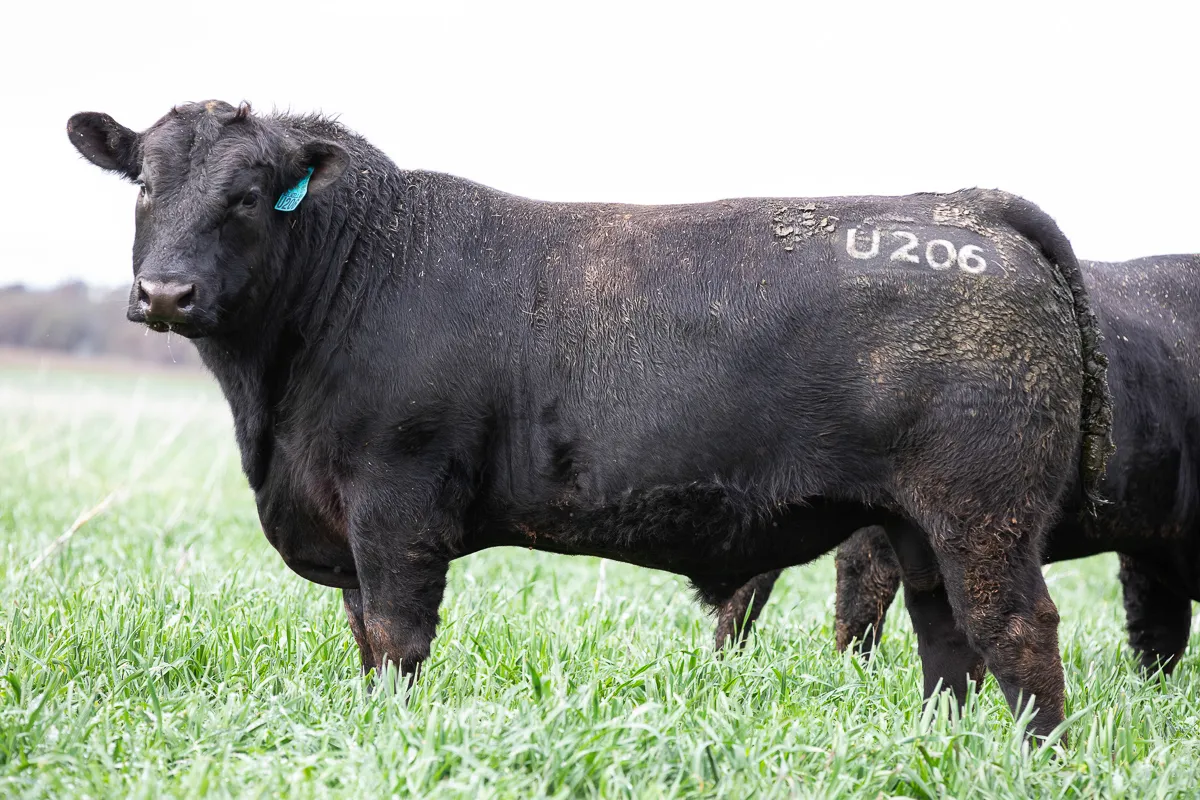 LOT 11 U206 LEUPOLD