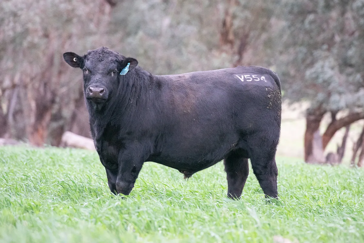 LOT 112 V554 VALUEREAD