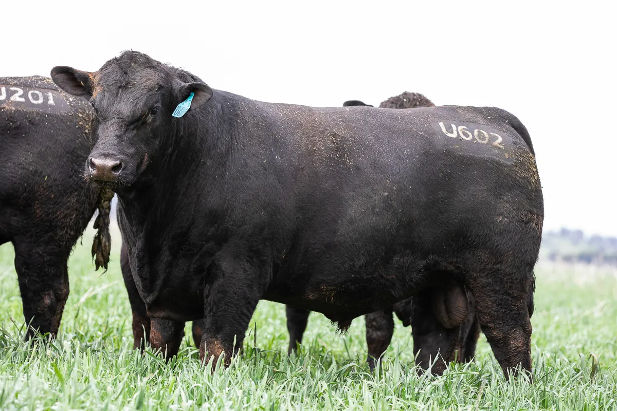 LOT 14 U602 SERGEANT