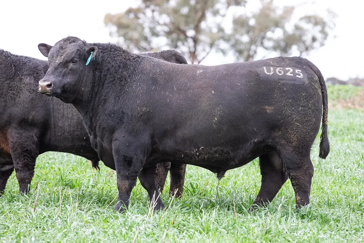 LOT 2 U625 UNCANNY