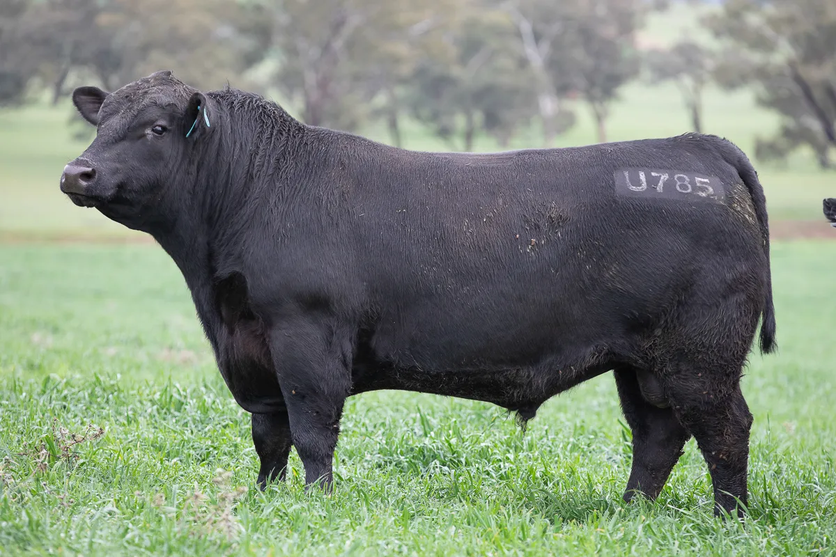LOT 20 U785 RIMFIRE