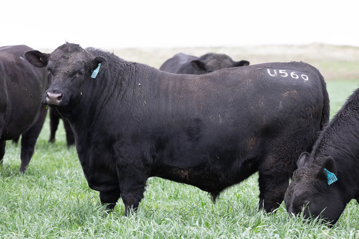 LOT 22 U569 MOONSHINE