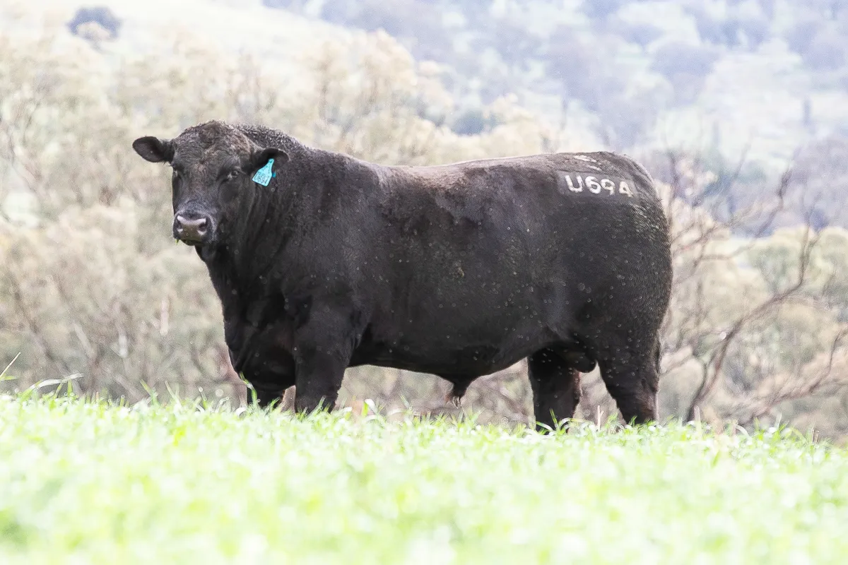 LOT 23 U694