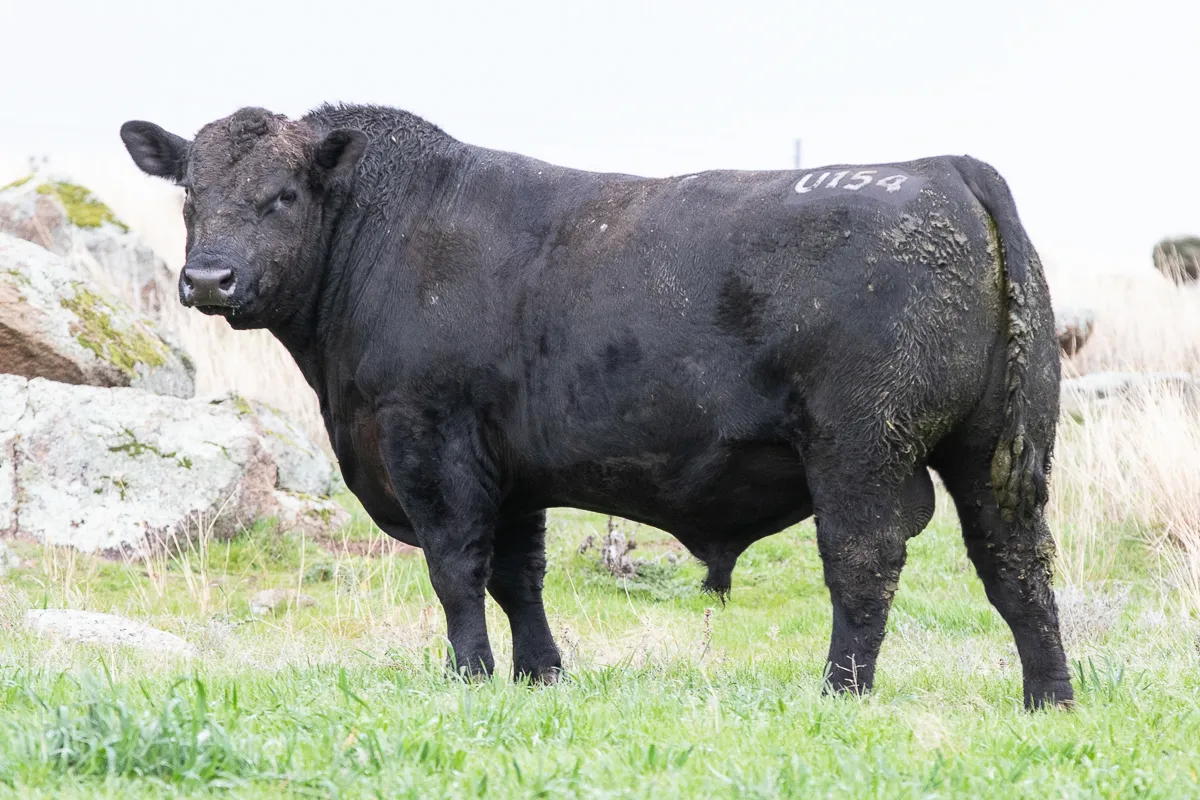 LOT 25 U154 USA