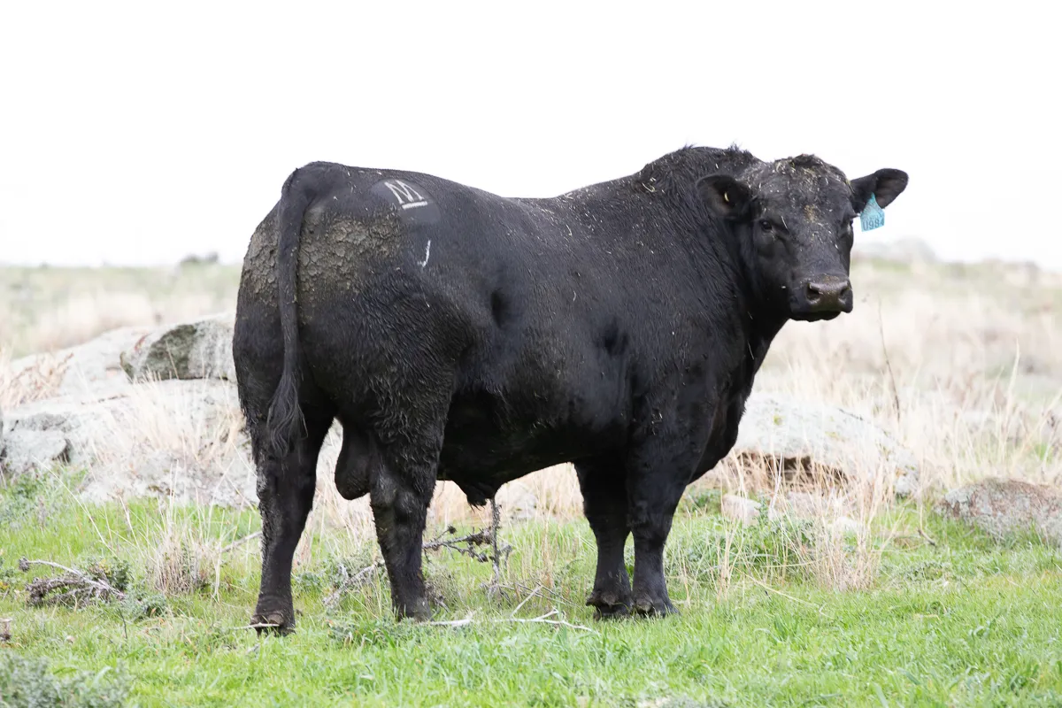 LOT 26 U984 UNDER-ROY