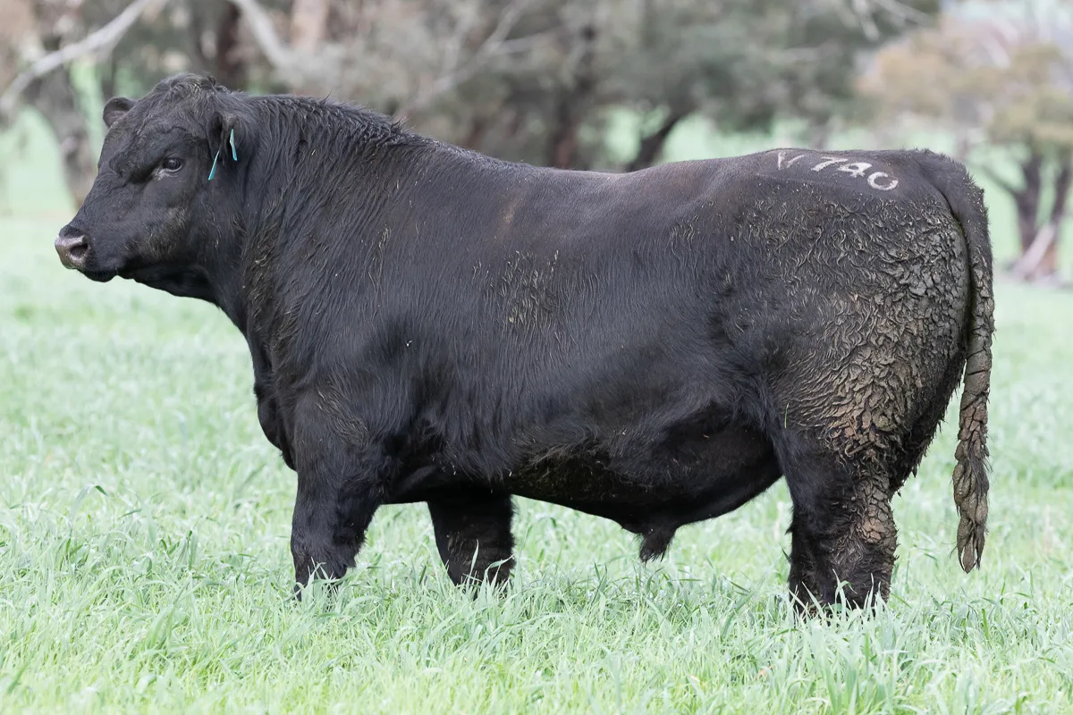 LOT 34 V740 VINCENTVAN
