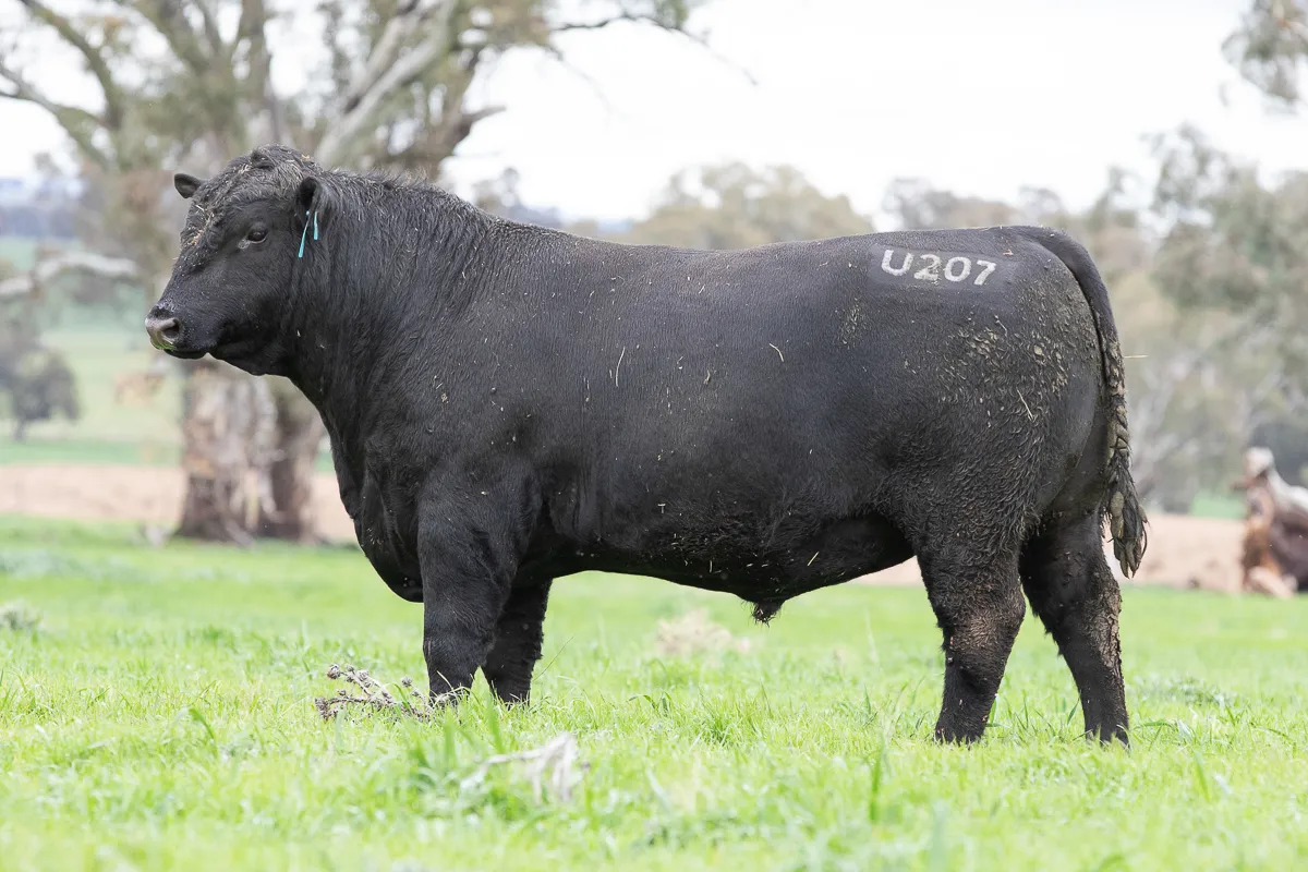 LOT 5 U207 UNDERVALUE