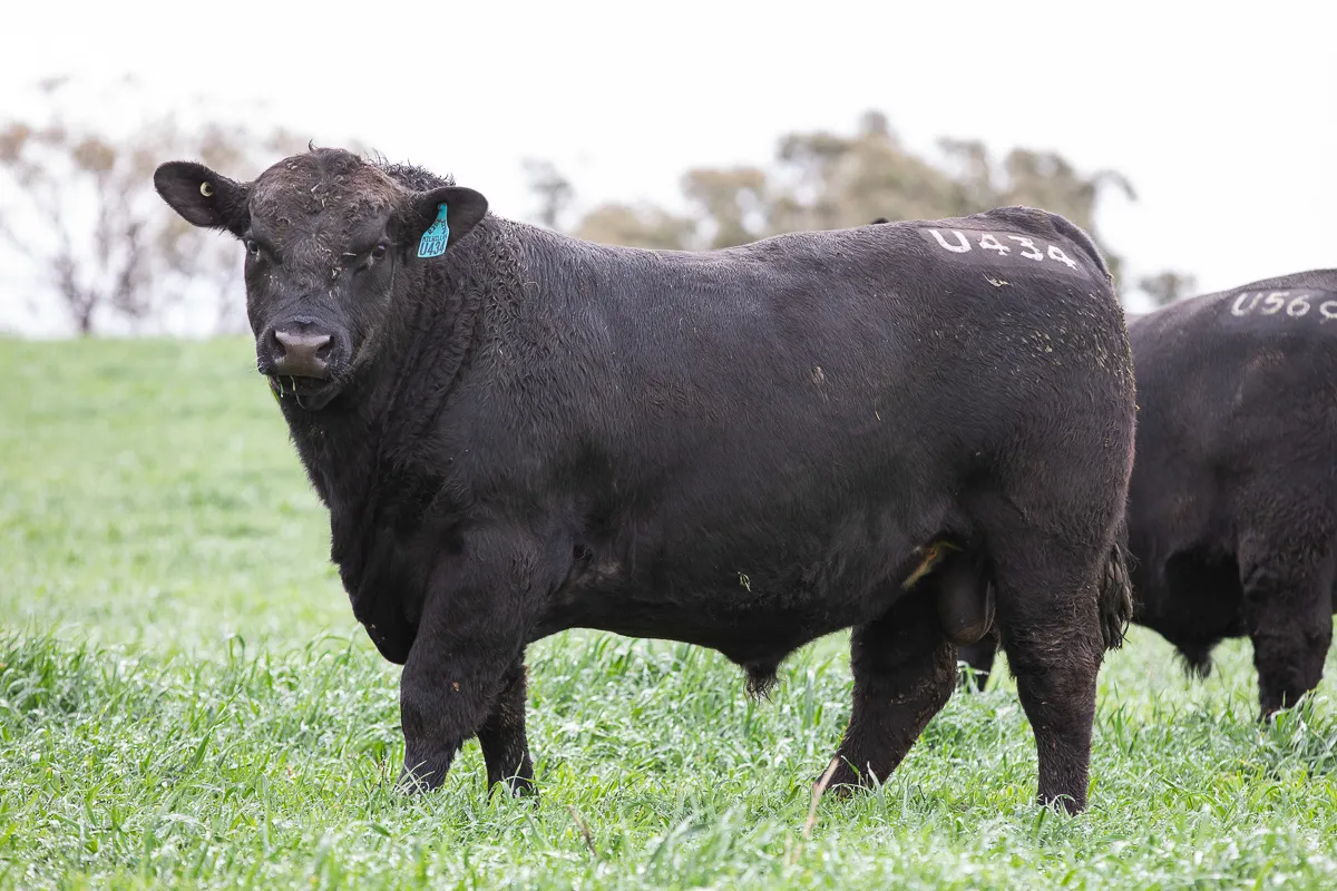 LOT 54 U434 MOONSHINE