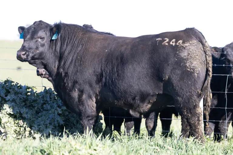 A black Angus bull standing in a grassy field next to a wire fence. The cow has blue ear tags and the number T244 painted on its side.