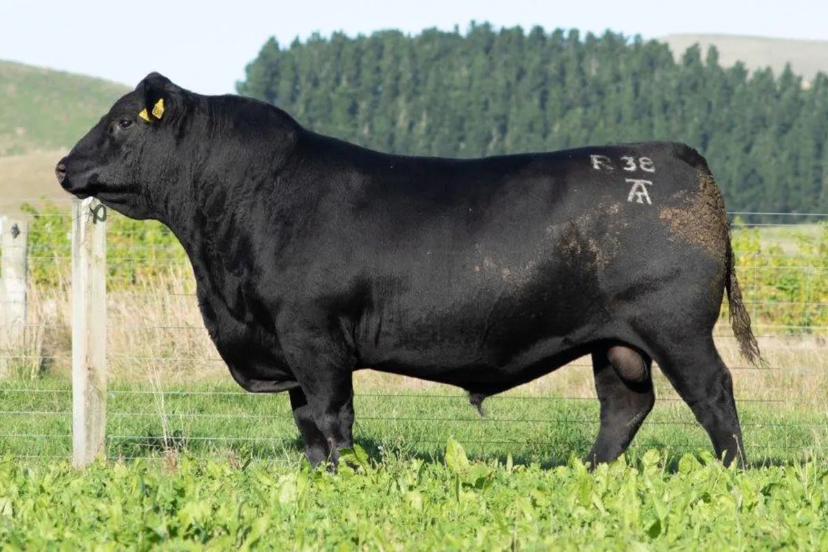 Taimate Roy R38