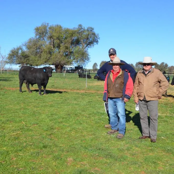interstate buyers snag 22000 milwillah bull