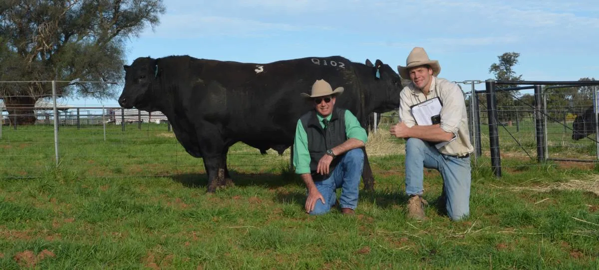 milwillah angus to 130000 sale high 25726 average