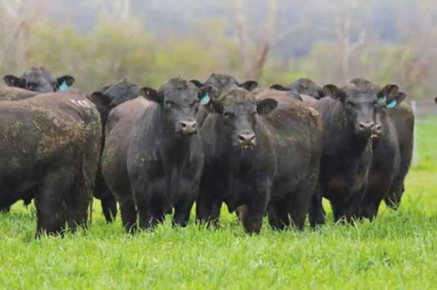 milwillah bullsale wednesday 29th august 2018